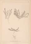 Herbier de la flore française Pl.0659