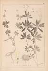 Herbier de la flore française Pl.0661
