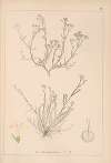Herbier de la flore française Pl.0662