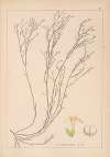 Herbier de la flore française Pl.0663