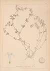 Herbier de la flore française Pl.0670