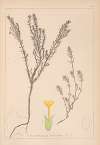 Herbier de la flore française Pl.0671