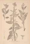 Herbier de la flore française Pl.0676