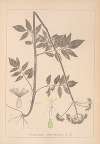 Herbier de la flore française Pl.0678