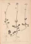 Herbier de la flore française Pl.0681