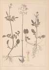 Herbier de la flore française Pl.0682