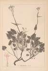 Herbier de la flore française Pl.0685