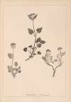 Herbier de la flore française Pl.0686