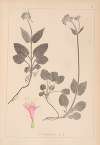 Herbier de la flore française Pl.0687