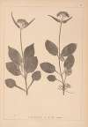 Herbier de la flore française Pl.0688