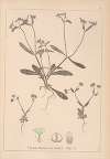Herbier de la flore française Pl.0691
