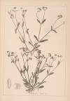 Herbier de la flore française Pl.0693