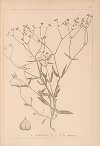 Herbier de la flore française Pl.0695