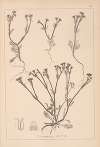Herbier de la flore française Pl.0697