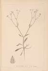 Herbier de la flore française Pl.0701