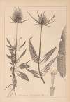 Herbier de la flore française Pl.0709