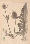 Herbier de la flore française Pl.0710