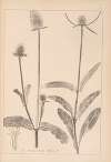Herbier de la flore française Pl.0712