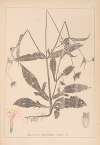 Herbier de la flore française Pl.0718