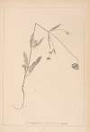 Herbier de la flore française Pl.0719
