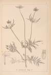 Herbier de la flore française Pl.0720