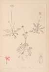 Herbier de la flore française Pl.0725