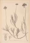 Herbier de la flore française Pl.0726