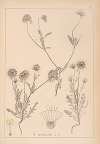 Herbier de la flore française Pl.0727