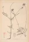 Herbier de la flore française Pl.0729