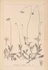 Herbier de la flore française Pl.0732