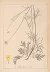 Herbier de la flore française Pl.0733