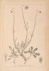 Herbier de la flore française Pl.0739