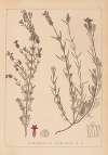 Herbier de la flore française Pl.0742
