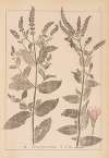 Herbier de la flore française Pl.0749