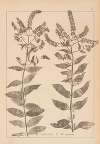 Herbier de la flore française Pl.0752