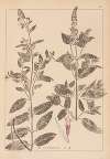 Herbier de la flore française Pl.0754