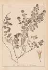 Herbier de la flore française Pl.0758