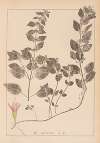 Herbier de la flore française Pl.0762
