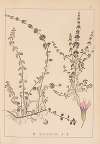 Herbier de la flore française Pl.0767