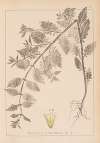 Herbier de la flore française Pl.0769