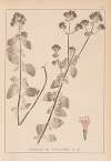 Herbier de la flore française Pl.0770