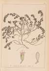Herbier de la flore française Pl.0780