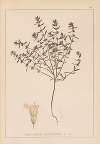 Herbier de la flore française Pl.0783