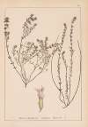 Herbier de la flore française Pl.0785