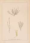 Herbier de la flore française Pl.0787