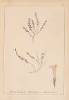 Herbier de la flore française Pl.0788