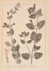 Herbier de la flore française Pl.0789
