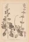 Herbier de la flore française Pl.0790