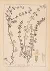 Herbier de la flore française Pl.0792