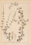 Herbier de la flore française Pl.0793